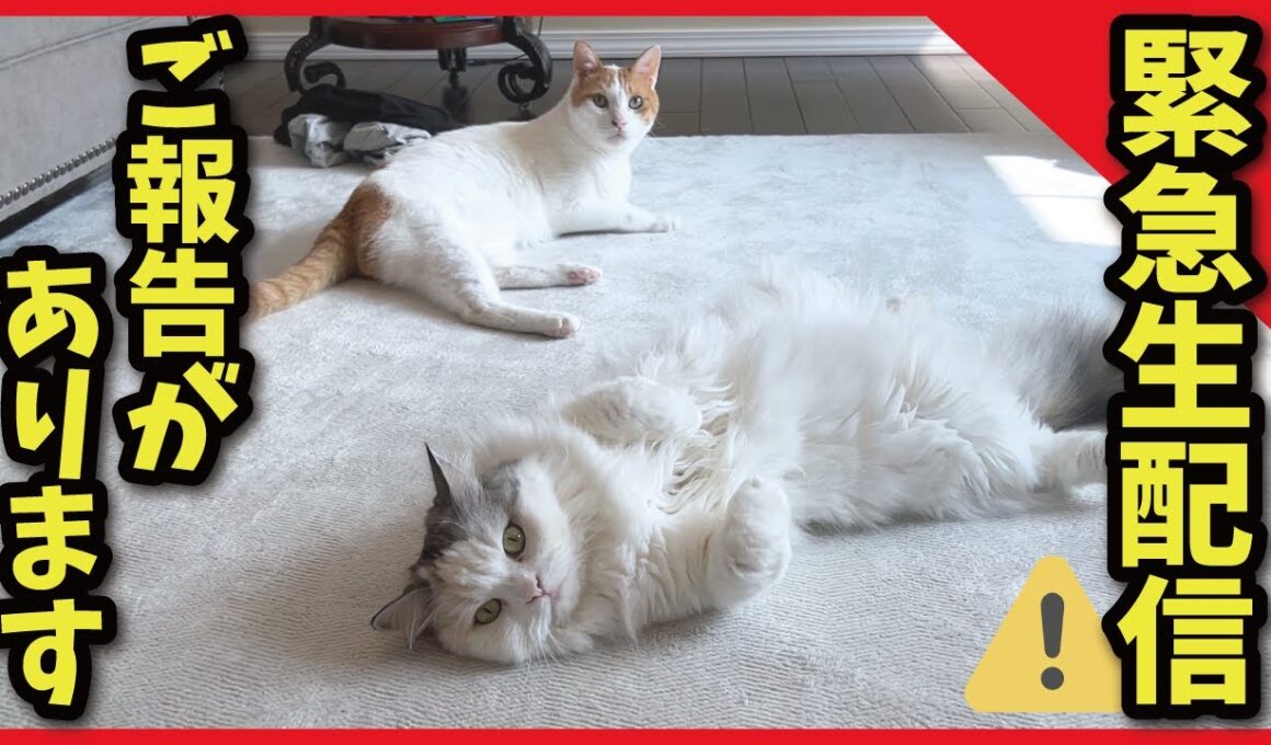 【緊急生配信】今後の投稿についてご報告があります！【関西弁でしゃべる猫】【猫アテレコ】