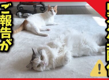 【緊急生配信】今後の投稿についてご報告があります！【関西弁でしゃべる猫】【猫アテレコ】