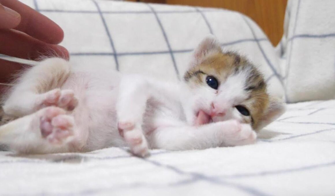 子猫がヘンテコかわいいポーズ攻撃を繰り出して笑わせてくれます【赤ちゃん猫　保護猫】