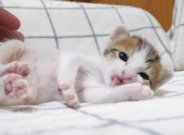 子猫がヘンテコかわいいポーズ攻撃を繰り出して笑わせてくれます【赤ちゃん猫　保護猫】