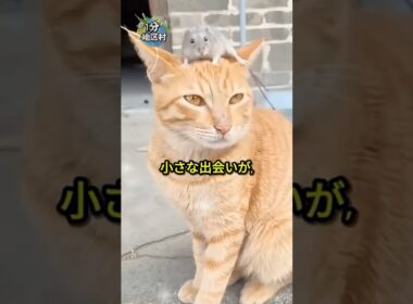 猫がネズミを見つけた…でも、想像と違った 🐱💞🐭