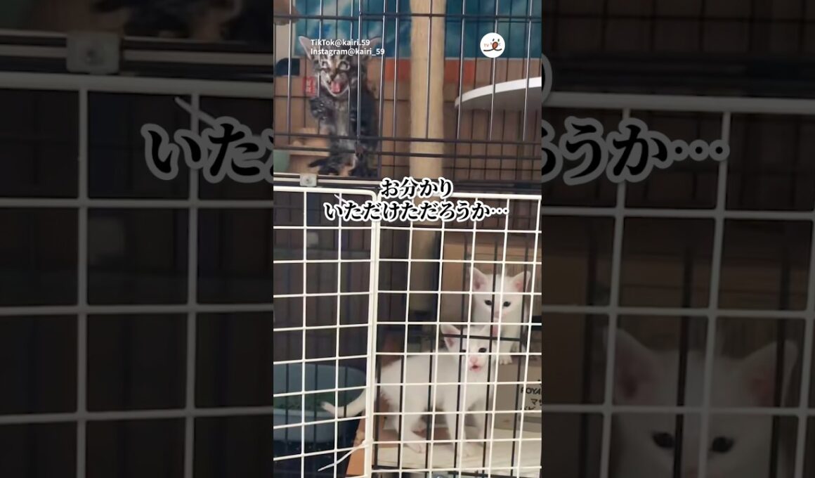 とんでもない顔になる子猫｜PECO