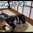 ソマリの男の子がわが家にきて2ヵ月、先住猫のアメショーに怒られたりするも手作りごはんで血便も回復に！