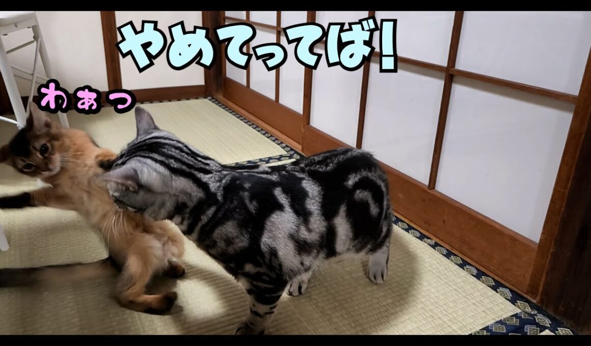 ソマリの男の子がわが家にきて2ヵ月、先住猫のアメショーに怒られたりするも手作りごはんで血便も回復に！