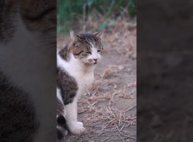 日々懸命にいきる捨てられた猫たち#野良猫 #捨て猫