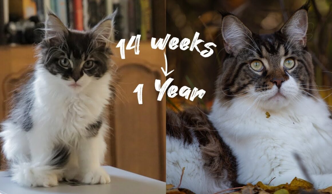 From Kittens to Gentle Giants - Maine Coon Kittens Growing Up from 14 Weeks to 1 Year timelaps