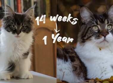 From Kittens to Gentle Giants - Maine Coon Kittens Growing Up from 14 Weeks to 1 Year timelaps