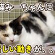 【子猫の日常】面白い変化を見せる元母寝みーちゃん
