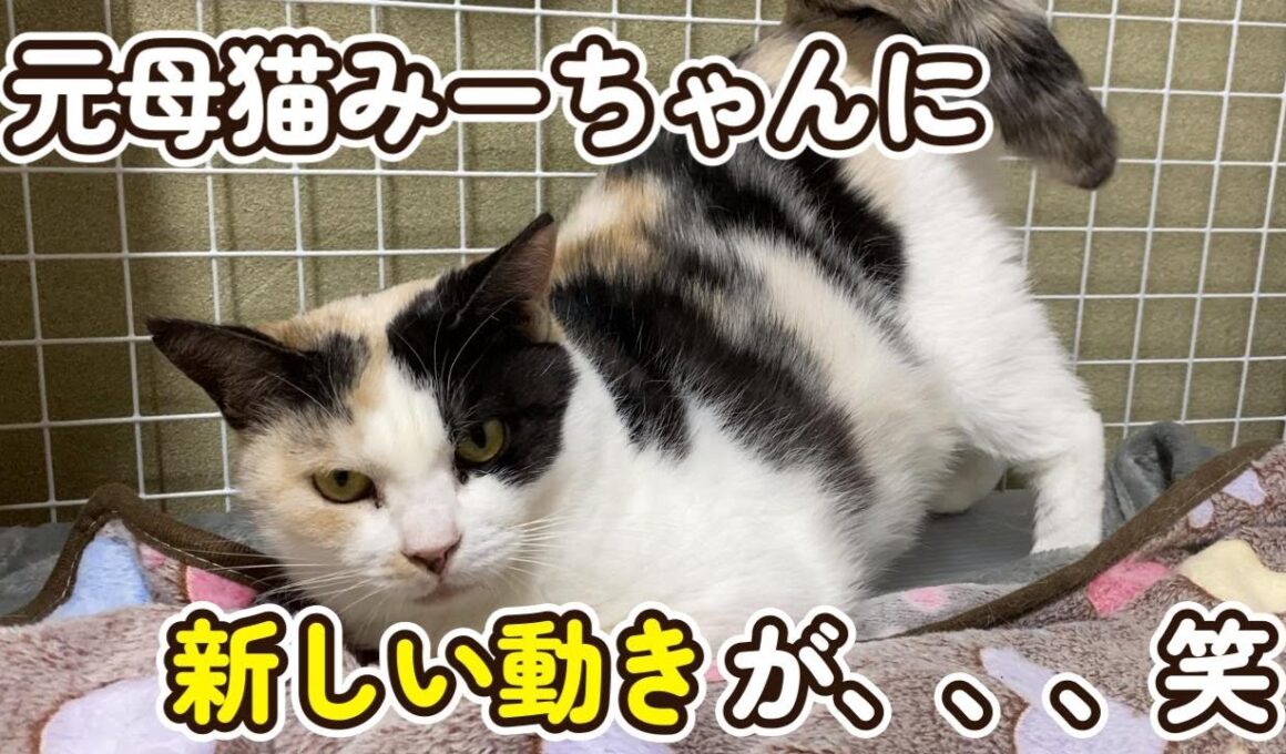 【子猫の日常】面白い変化を見せる元母寝みーちゃん