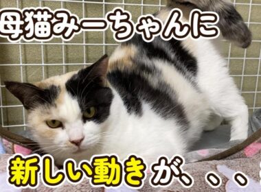 【子猫の日常】面白い変化を見せる元母寝みーちゃん
