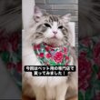 生馬肉あげてみた！食べてくれるかな #mainecoon #メインクーン #猫のいる暮らし #ragdoll #ラグドール  #cat
