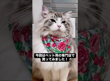 生馬肉あげてみた！食べてくれるかな #mainecoon #メインクーン #猫のいる暮らし #ragdoll #ラグドール  #cat