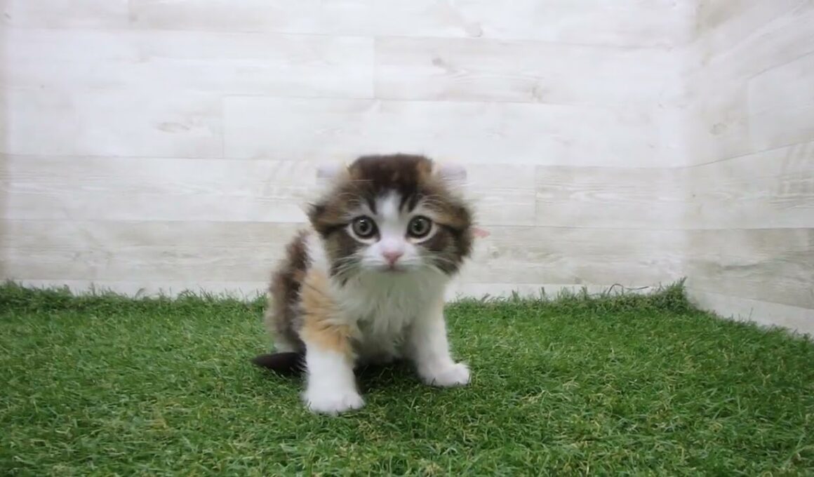 Coo&RIKU　No.00733495 アメリカンカール