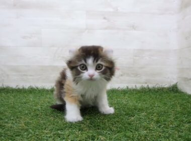 Coo&RIKU　No.00733495 アメリカンカール