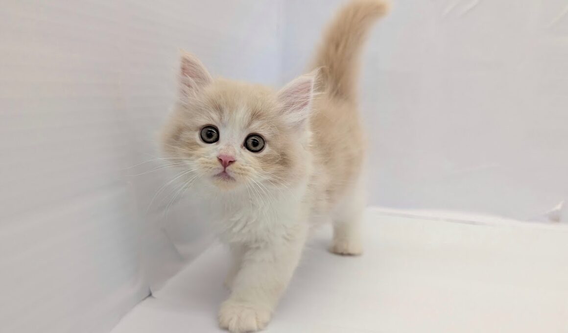 【サイベリアン】優しいお顔に優しいカラーの可愛すぎる男の子！