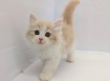 【サイベリアン】優しいお顔に優しいカラーの可愛すぎる男の子！