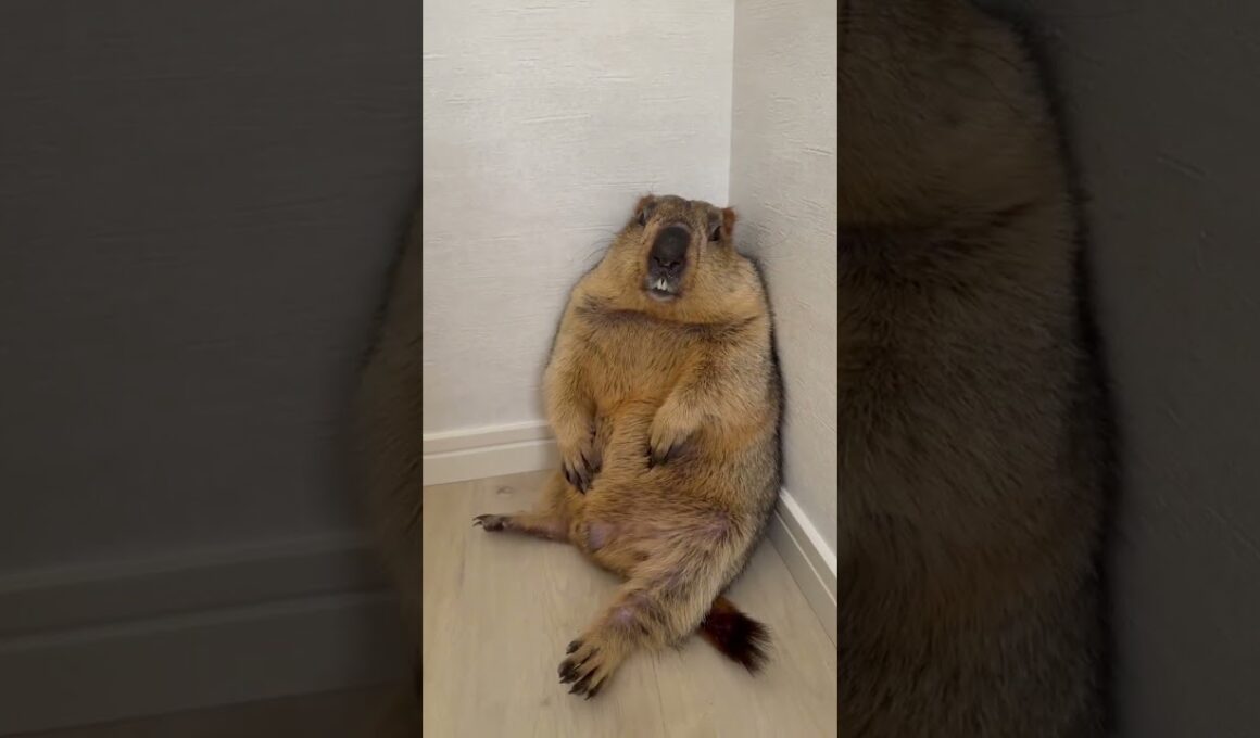 A marmot who loves snack so much that he suddenly becomes agile #marmot #pets #animals #funny