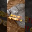 秘密道具｢5秒で熟睡毛布｣❤️ #猫 #ロシアンブルー #猫のいる暮らし  #shorts