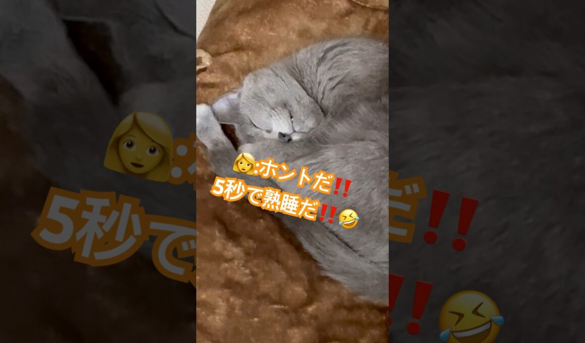 秘密道具｢5秒で熟睡毛布｣❤️ #猫 #ロシアンブルー #猫のいる暮らし  #shorts