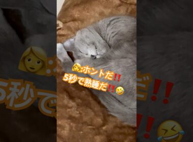秘密道具｢5秒で熟睡毛布｣❤️ #猫 #ロシアンブルー #猫のいる暮らし  #shorts
