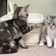 新入り子猫が加わったシェルターより晩酌雑談🍻