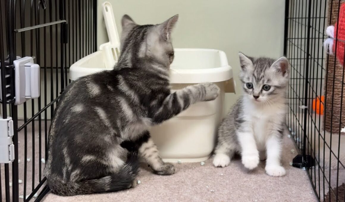新入り子猫が加わったシェルターより晩酌雑談🍻