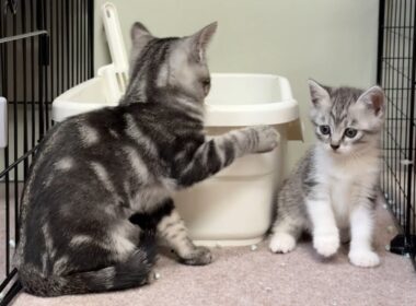 新入り子猫が加わったシェルターより晩酌雑談🍻