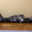 【仲良し?】お気に入りのトレイを追加したよ〜♡ノルウェージャンフォレストキャットとターキッシュアンゴラ