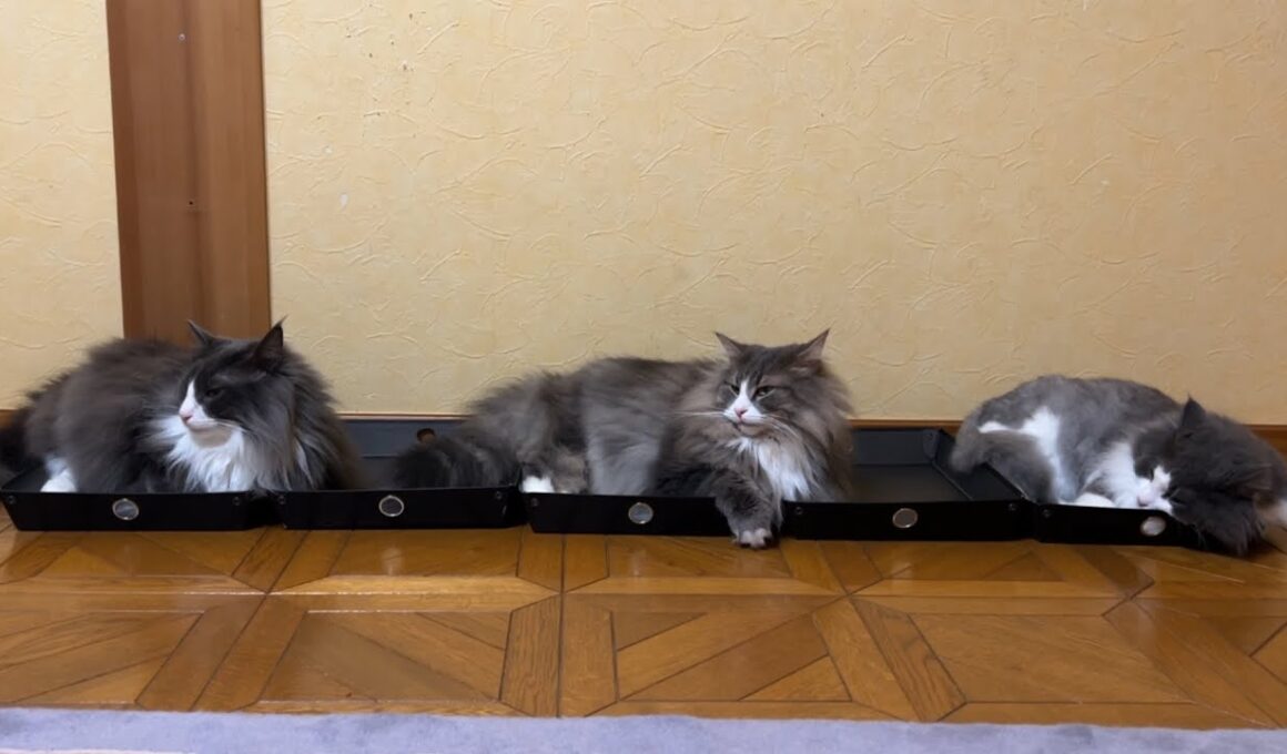 【仲良し?】お気に入りのトレイを追加したよ〜♡ノルウェージャンフォレストキャットとターキッシュアンゴラ
