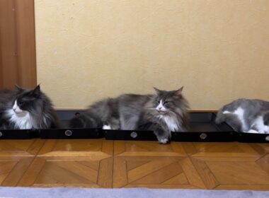 【仲良し?】お気に入りのトレイを追加したよ〜♡ノルウェージャンフォレストキャットとターキッシュアンゴラ