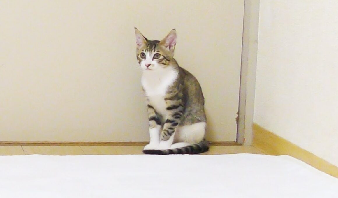 新しいラグマットを敷いてあげたら全く気に入らなかった子猫がこちらです...