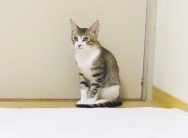 新しいラグマットを敷いてあげたら全く気に入らなかった子猫がこちらです...