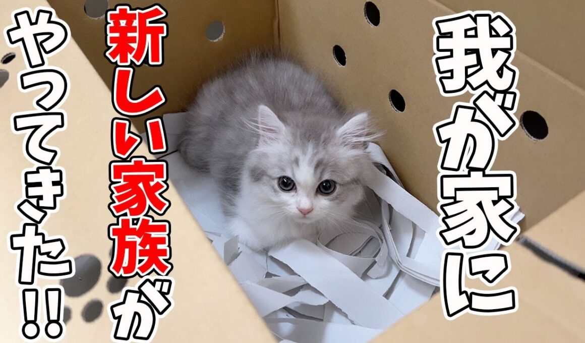 【子猫が我が家にやってきた当日】先住猫にバレないように家に入れたらこうなった…w