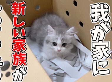 【子猫が我が家にやってきた当日】先住猫にバレないように家に入れたらこうなった…w
