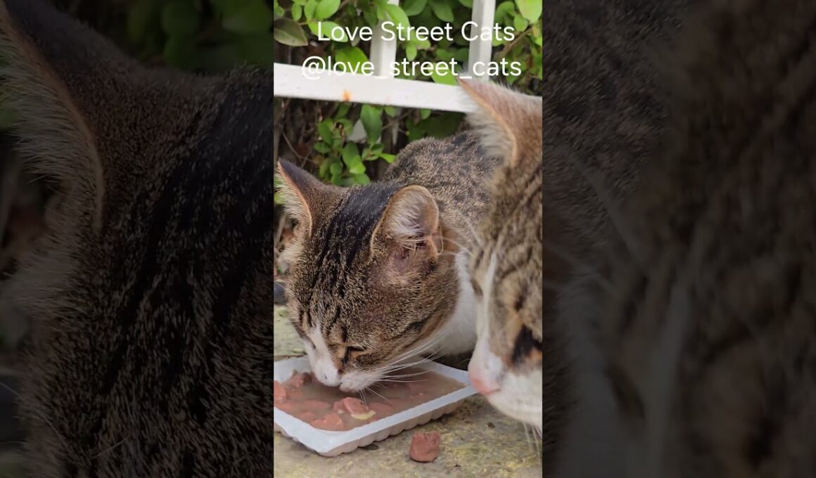 Daily visits make them happy ❤️🐾🐈