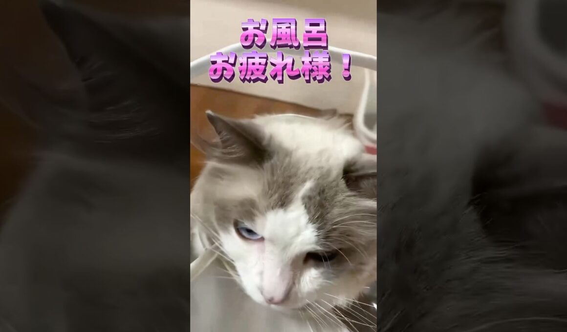 お風呂後に毛を自慢しに来る猫 #猫 #cat #ragdolls #ラグドール #猫のいる暮らし #猫好きさんと繋がりたい #shorts