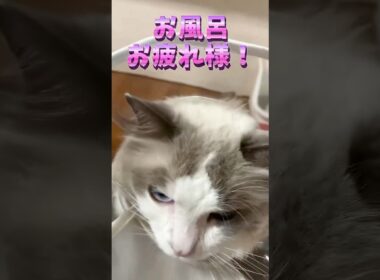お風呂後に毛を自慢しに来る猫 #猫 #cat #ragdolls #ラグドール #猫のいる暮らし #猫好きさんと繋がりたい #shorts