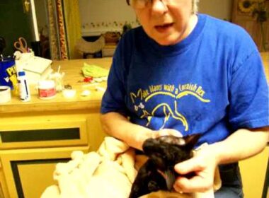 Grooming a Cornish Rex, Part 5