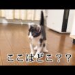 初めてリビングに入れたらボワボワになった子猫