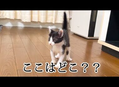 初めてリビングに入れたらボワボワになった子猫