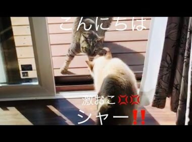 【シャムミックス】保護猫ふわり野良猫と初対面