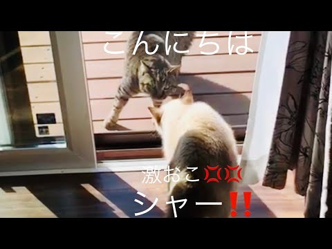 【シャムミックス】保護猫ふわり野良猫と初対面