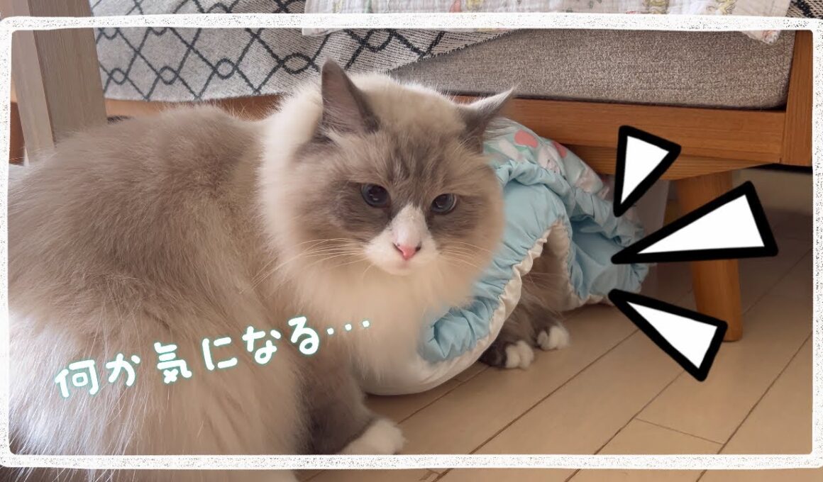 まな猫たちのやり取りが面白過ぎます #猫動画 #アビシニアン #ノルウェージャンフォレストキャット #サイベリアン #cat