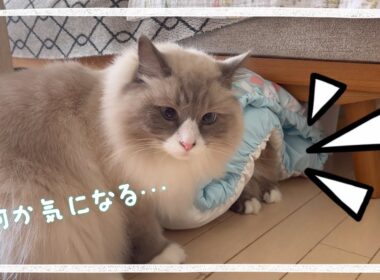 まな猫たちのやり取りが面白過ぎます #猫動画 #アビシニアン #ノルウェージャンフォレストキャット #サイベリアン #cat
