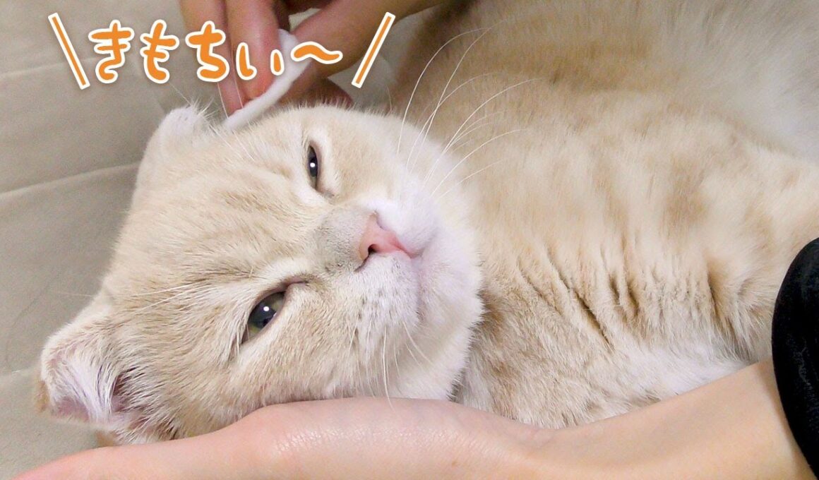 【子猫】初めての耳掃除をしてみた結果【スコティッシュフォールド】