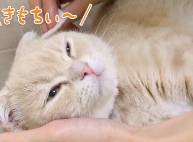 【子猫】初めての耳掃除をしてみた結果【スコティッシュフォールド】