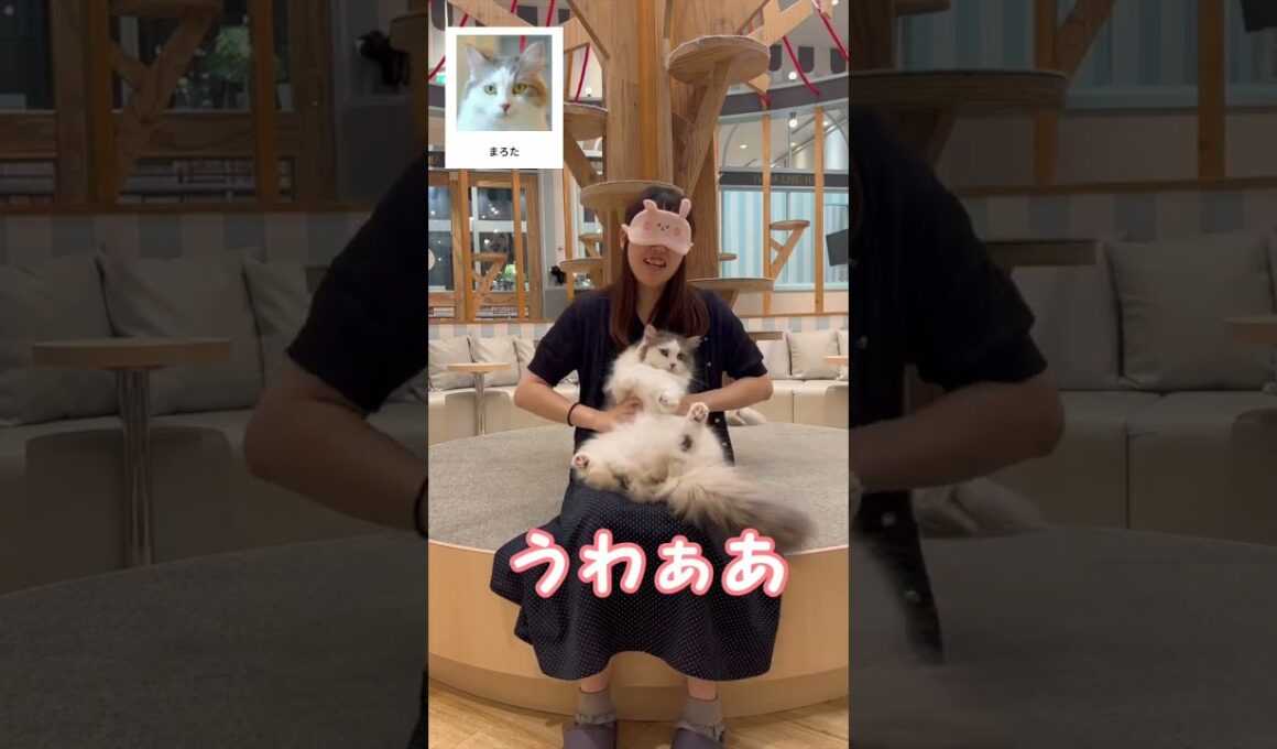 わかったら天才じゃない？？ #cat #catcafe  #猫カフェモカ