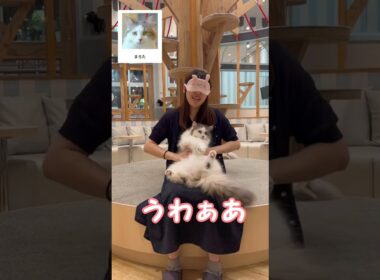 わかったら天才じゃない？？ #cat #catcafe  #猫カフェモカ