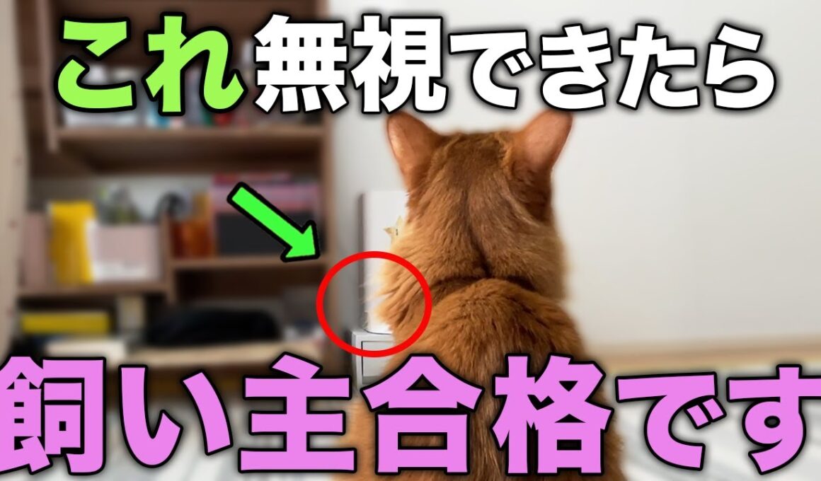 愛猫のことを思うなら、あえて無視したほうがいい行動13選