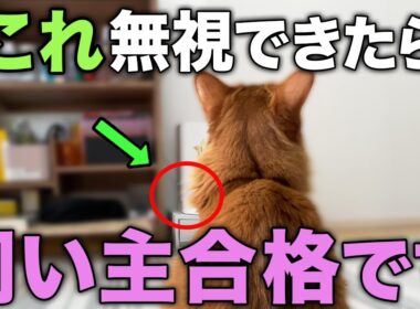 愛猫のことを思うなら、あえて無視したほうがいい行動13選